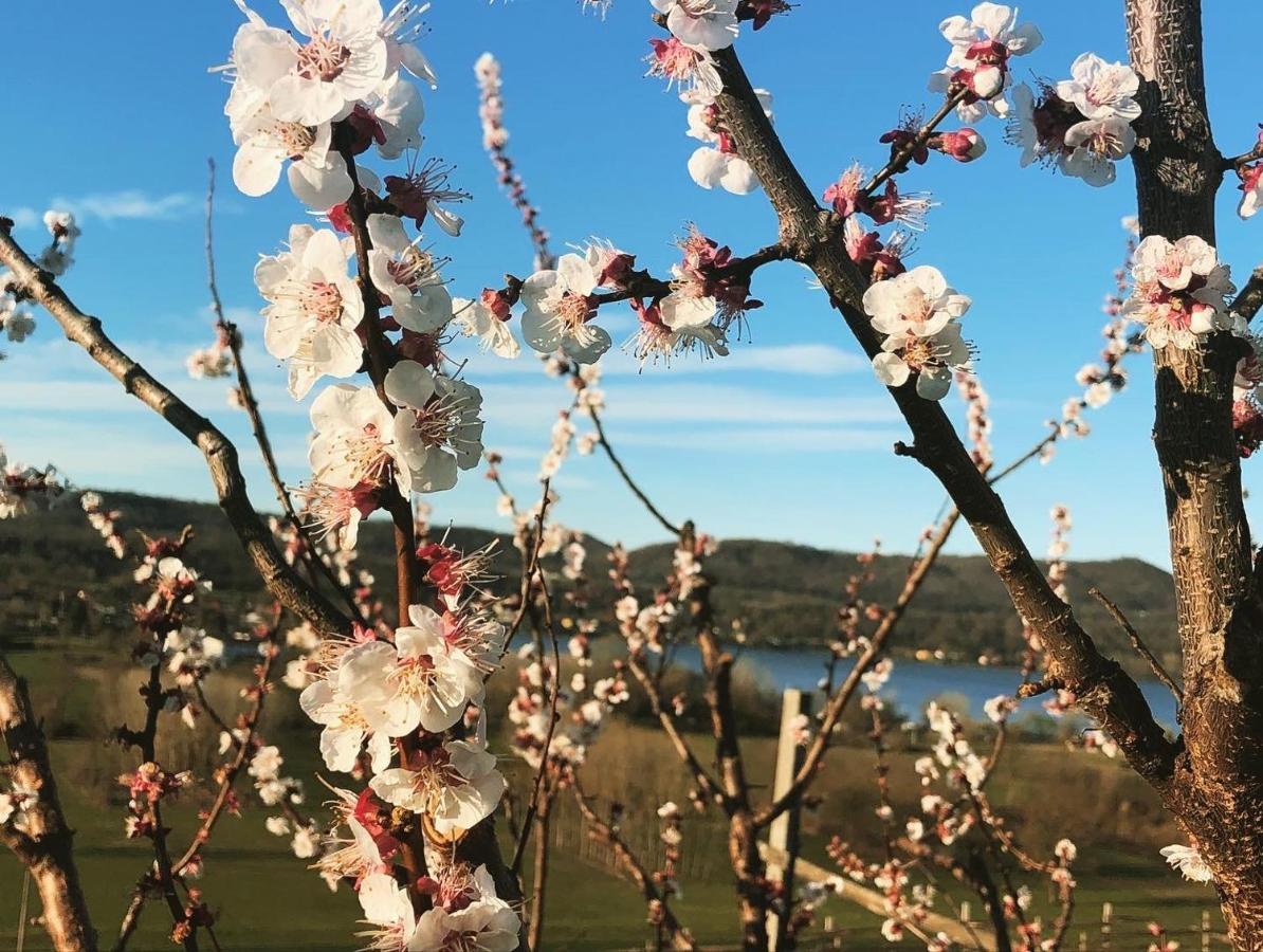 Cascina Coste Villa Roppolo Dış mekan fotoğraf
